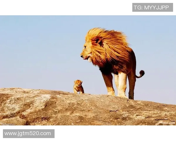 足球明星狒狒的真实身份揭秘及其在足球界的传奇故事 足球明星狒狒的真实身份揭秘及其在足球界的传奇故事